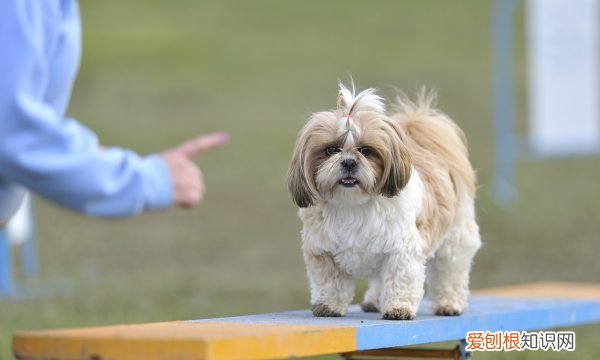 母狗分娩前什么征兆,狗要生产前几天的征兆