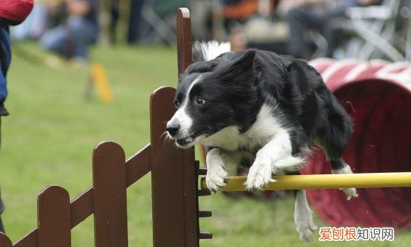 母狗分娩前什么征兆,狗要生产前几天的征兆