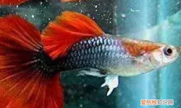 杂袍孔雀鱼是什么