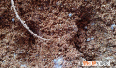 锯末如何发酵有机肥，锯末怎么能更快的变成肥料用英语表达