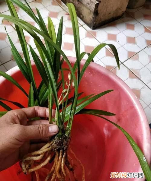 兰花上盆的方法与步骤，下山兰花上盆的方法与步骤