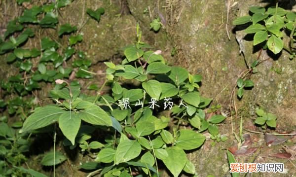 白牛膝介绍 你知道白牛膝,杜牛膝和川牛膝的区别是什么