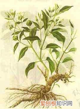 白牛膝介绍 你知道白牛膝,杜牛膝和川牛膝的区别是什么