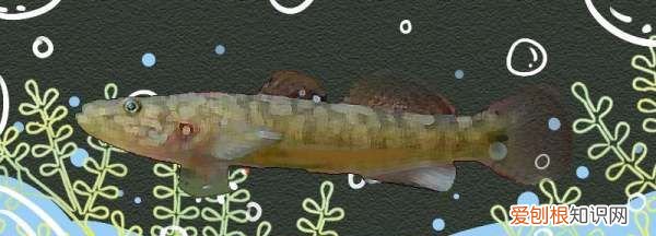 虾虎吃什么,虾虎吃什么饲料