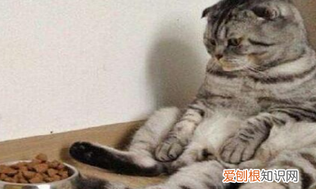 公猫多大绝育，公猫多大可以绝育