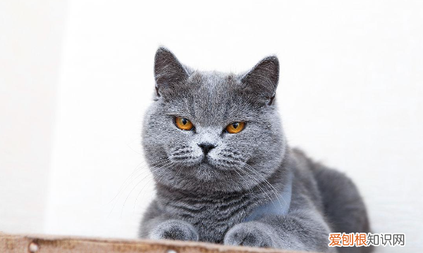 公猫多大绝育，公猫多大可以绝育