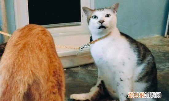 公猫多大绝育,公猫多大可以绝育