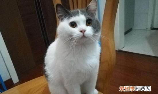 公猫多大绝育,公猫多大可以绝育