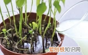 养花用过期的牛奶能做肥料如何用