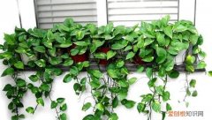 养花用过期的牛奶能做肥料如何用