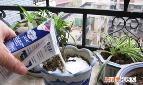 养花用过期的牛奶能做肥料如何用