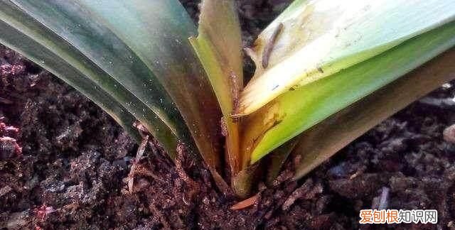 养花用过期的牛奶能做肥料如何用