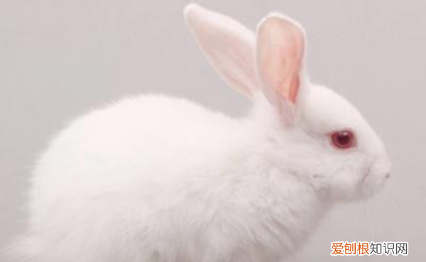 兔子要多久才能配种，兔子几个月能配种成功