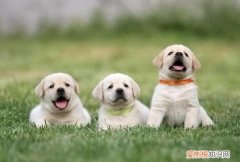 幼犬有必要吃营养膏