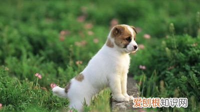 幼犬有必要吃营养膏