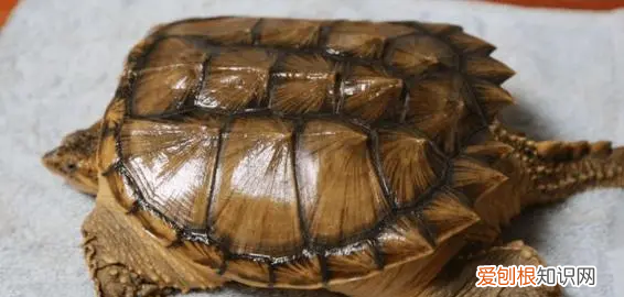 鳄龟冬眠需要准备什么，鳄龟冬天怎么过冬用什么方法养