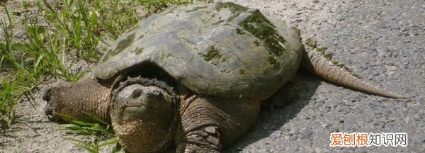鳄龟冬眠需要准备什么，鳄龟冬天怎么过冬用什么方法养
