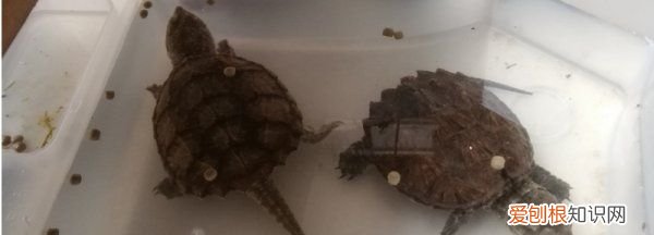 鳄龟冬眠需要准备什么，鳄龟冬天怎么过冬用什么方法养