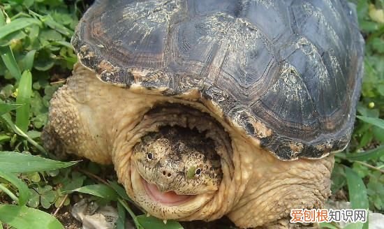 鳄龟冬眠需要准备什么，鳄龟冬天怎么过冬用什么方法养