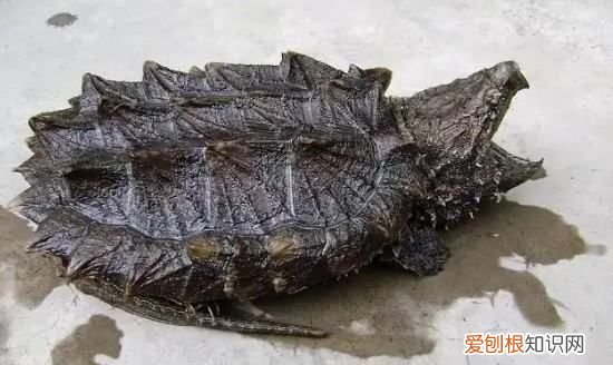 鳄龟冬眠需要准备什么，鳄龟冬天怎么过冬用什么方法养