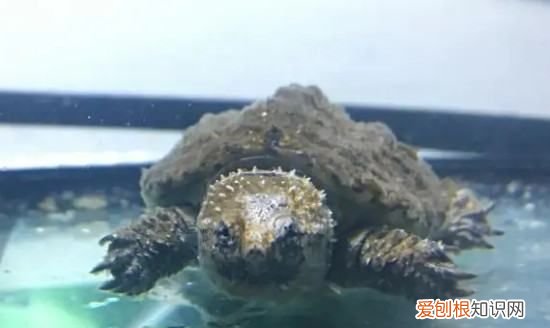 鳄龟冬眠需要准备什么，鳄龟冬天怎么过冬用什么方法养