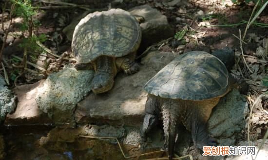 鳄龟冬眠需要准备什么，鳄龟冬天怎么过冬用什么方法养