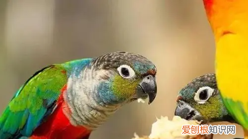 鹦鹉冬天怎么保暖，虎皮鹦鹉冬天怎么保暖好呢?