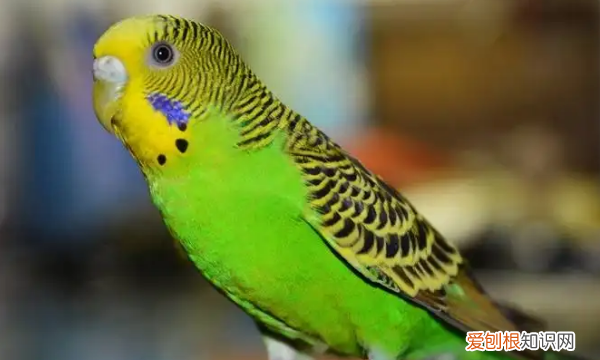 鹦鹉冬天怎么保暖，虎皮鹦鹉冬天怎么保暖好呢?