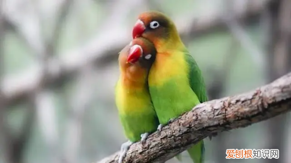 鹦鹉冬天怎么保暖，虎皮鹦鹉冬天怎么保暖好呢?