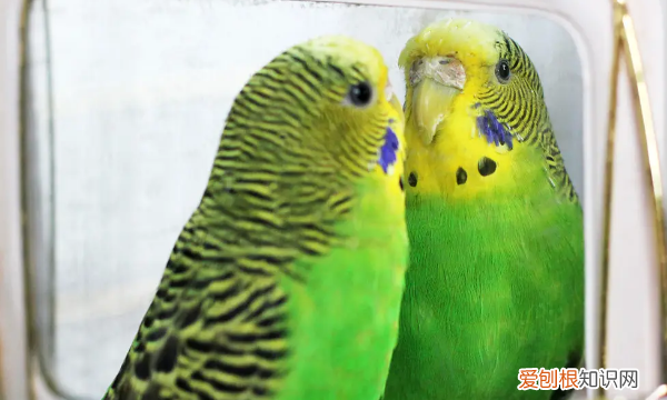 鹦鹉冬天怎么保暖，虎皮鹦鹉冬天怎么保暖好呢?