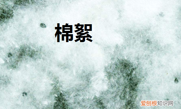 鹦鹉冬天怎么保暖，虎皮鹦鹉冬天怎么保暖好呢?