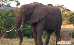 大象可以吃，大象吃什么食物