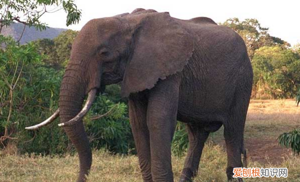大象可以吃，大象吃什么食物