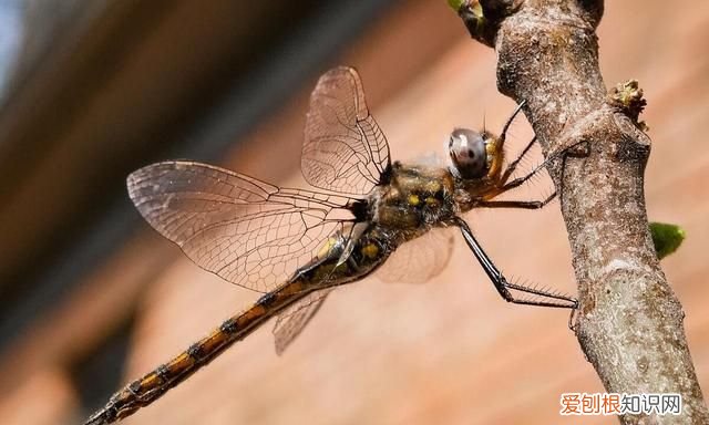 蜻蜓是不是害虫还是益虫