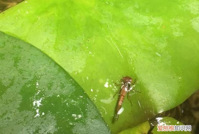 蜻蜓是不是害虫还是益虫