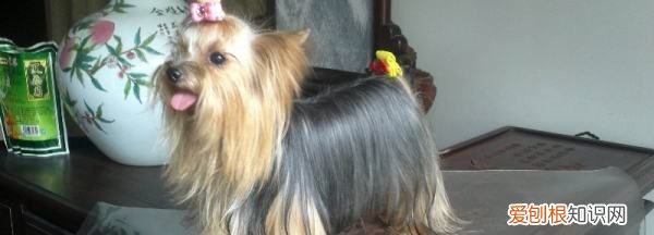 约克夏和西施犬的区别，生活中宠物犬越来越常见的原因