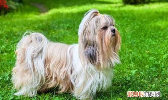 约克夏和西施犬的区别，生活中宠物犬越来越常见的原因