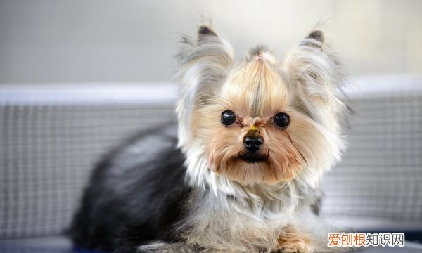 约克夏和西施犬的区别，生活中宠物犬越来越常见的原因