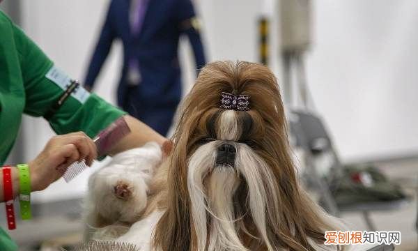 约克夏和西施犬的区别，生活中宠物犬越来越常见的原因