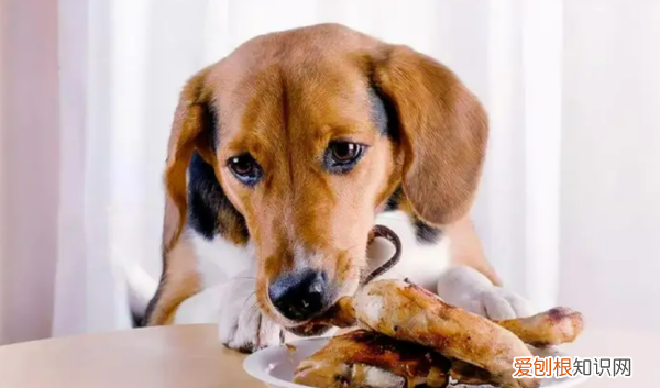 狗能吃鸡蛋白,狗狗可以吃蛋清吗熟的