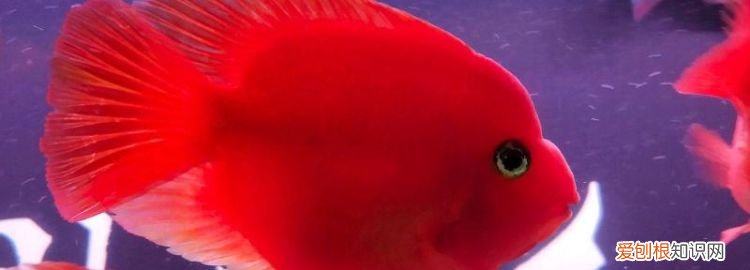 鹦鹉鱼肚子朝上怎么办,红鹦鹉鱼肚皮朝上游是怎么回事