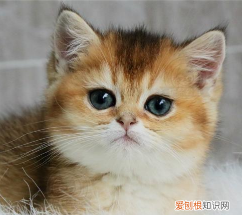 圆脸猫有什么品种，这样的圆脸黄猫是什么品种的
