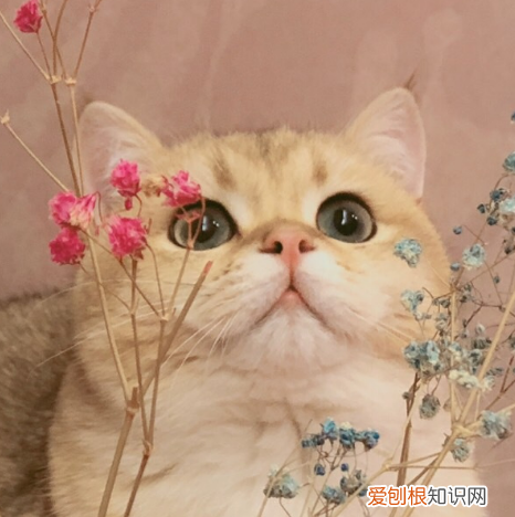 圆脸猫有什么品种，这样的圆脸黄猫是什么品种的