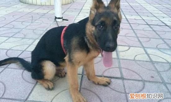 怎么预防德牧趴蹄,2月小德牧有点趴蹄怎么办.怎么可以预防趴蹄