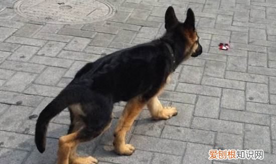 怎么预防德牧趴蹄,2月小德牧有点趴蹄怎么办.怎么可以预防趴蹄