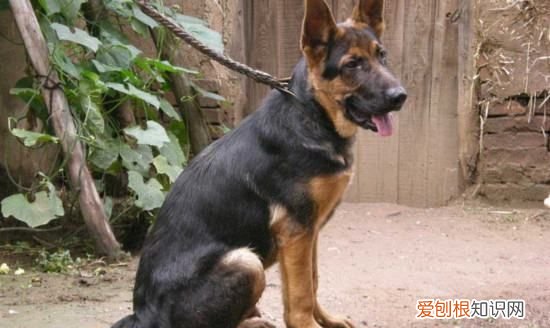 怎么预防德牧趴蹄,2月小德牧有点趴蹄怎么办.怎么可以预防趴蹄