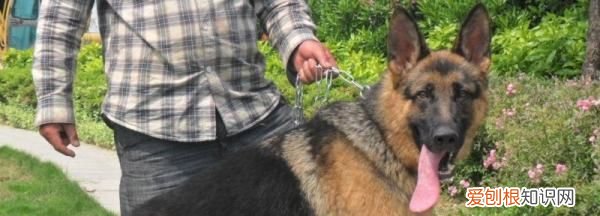 怎么预防德牧趴蹄,2月小德牧有点趴蹄怎么办.怎么可以预防趴蹄