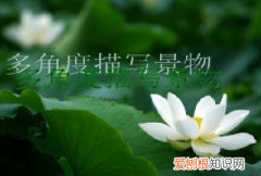 写景的角度有哪些，多角度描写景物作文200字