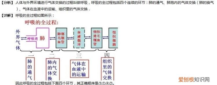 人体的气体交换是怎样进行的，人体进行气体交换的原理是什么