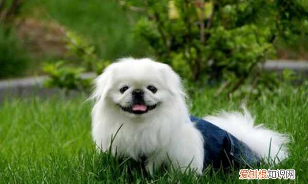 为什么养京巴的人少了,京巴犬为什么没人养 国外犬养多